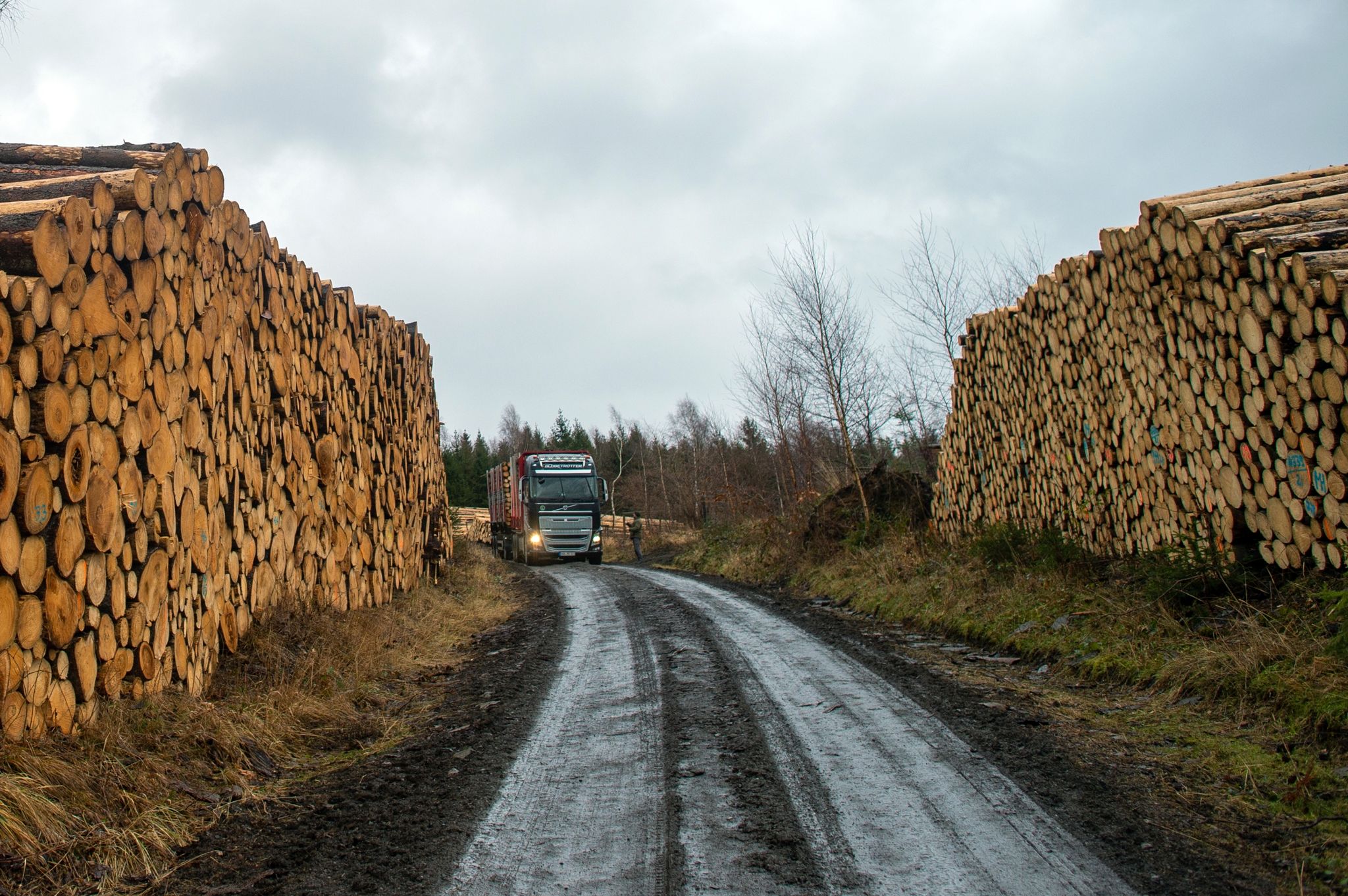 Holzmangel am Bau – Altmaier will mehr Fichten fällen lassen