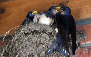 Schwalbennest am Haus: Was Hausbesitzer wissen müssen