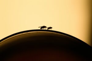 Nervige Küchengäste: So stellen Sie Fruchtfliegen eine Falle