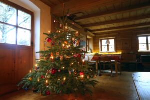 Tipps für den Kauf: Welcher Weihnachtsbaum passt zu mir?